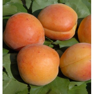 Frische Aprikosen der Sorte Nancy auf grünen Blättern. Saftige Früchte vom Aprikosenbaum.