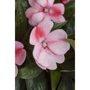 Nahaufnahme: Rosa-weißes Fleißiges Lieschen (Impatiens Neu Guinea) im Topf, Blühende Kübelpflanze.