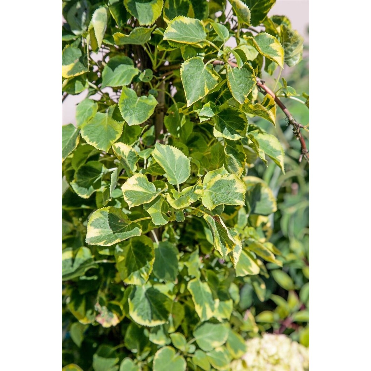 Hydrangea Petiolaris Miranda Kletterhortensie Gelb-Grün 60–80 cm günstig online kaufen