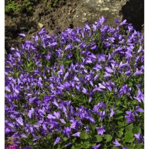 Blühende Glockenblume 'Templiner Teppich' (Campanula poscharskyana) im Garten.