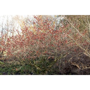 Zaubernuss Feuerzauber mit rot-orangen Blüten, 60-80 cm hoch. Winterblühender Strauch für Garten und Kübel.