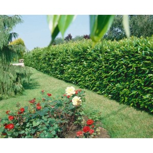 Immergrüne Kirschlorbeerhecke 'Caucasica' im Garten, ideal als Sichtschutz.