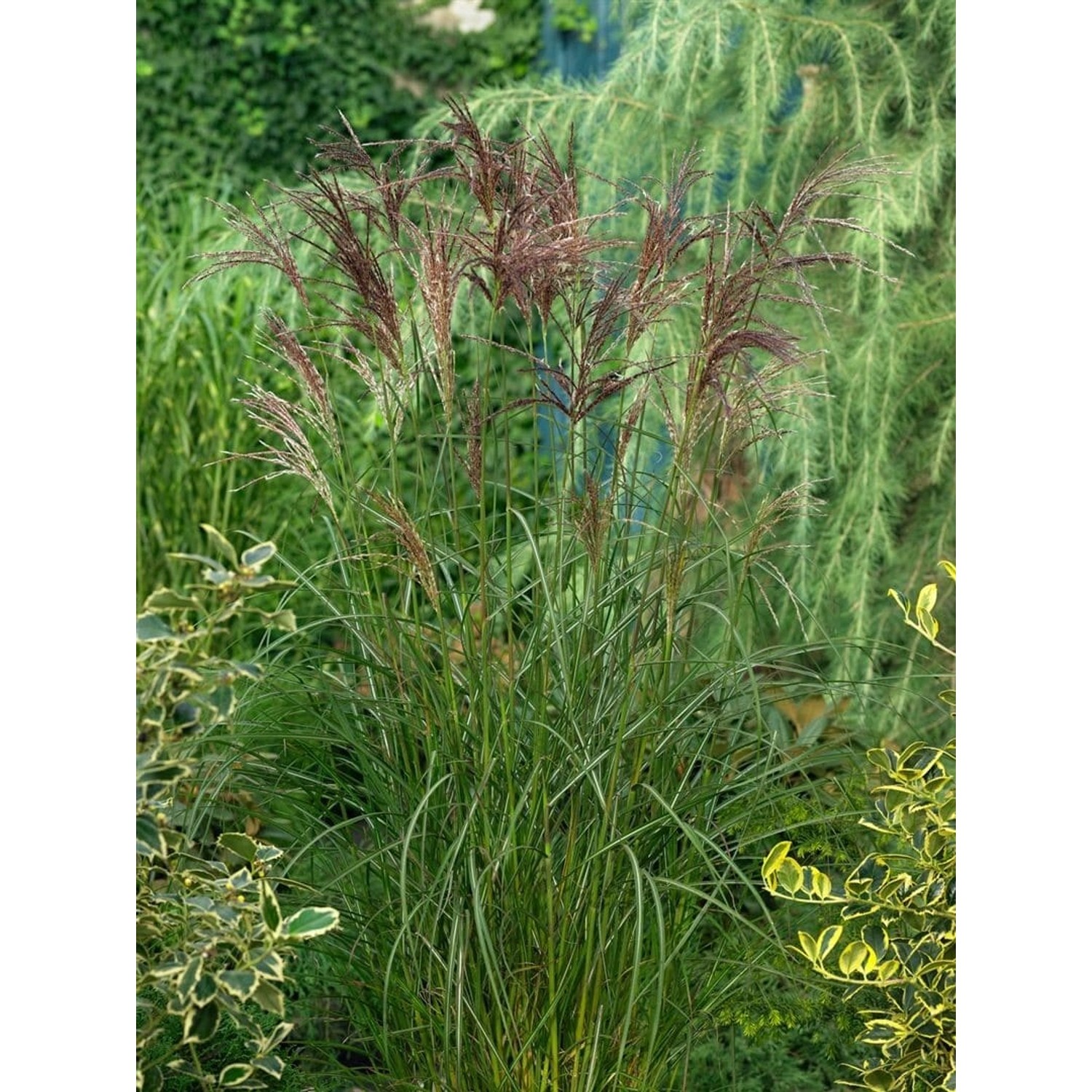 Miscanthus Sinensis Dread Locks Chinaschilf Ca. 11x11 cm Topf günstig online kaufen