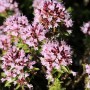 Wilder Majoran Compactum - Origanum vulgare