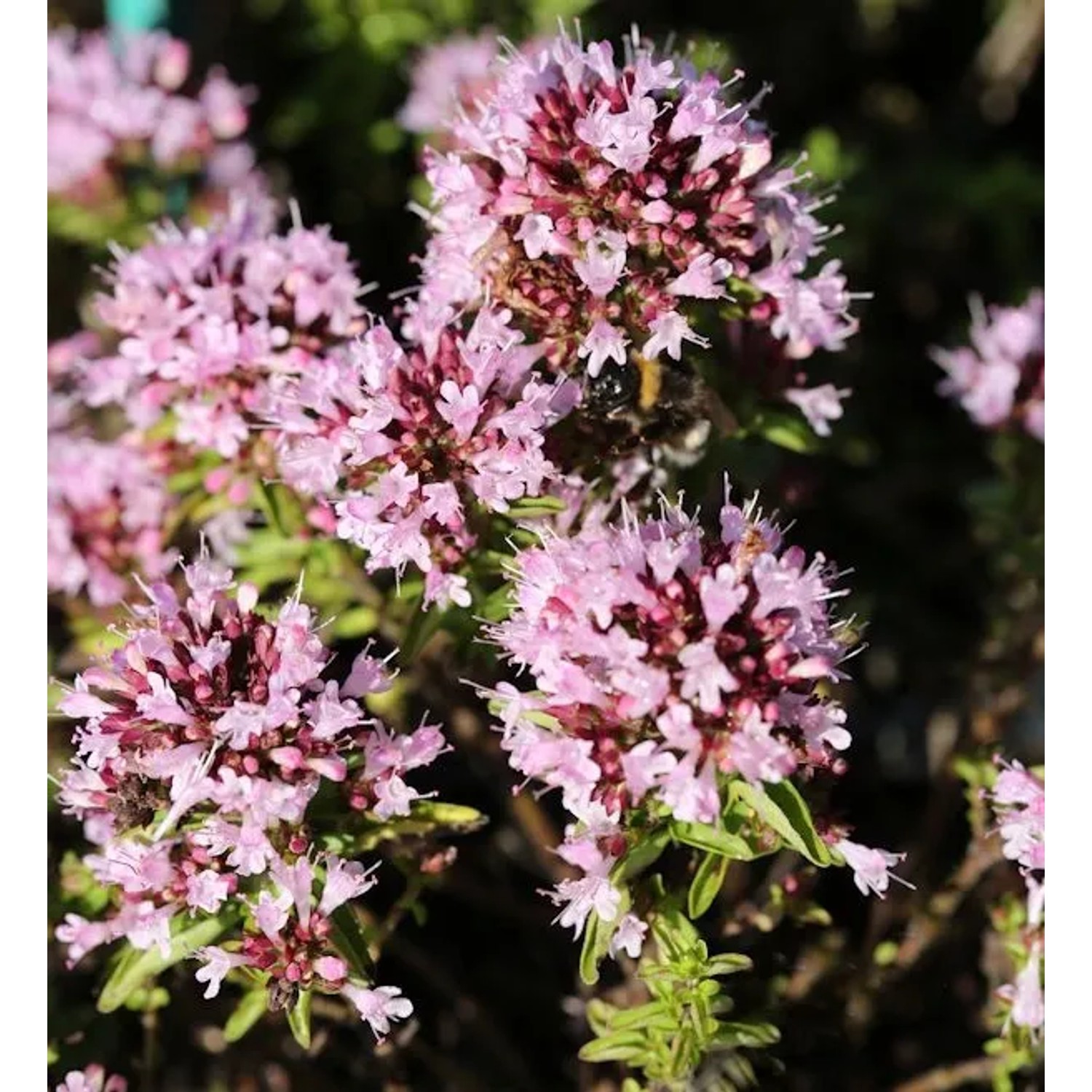 Wilder Majoran Compactum - Origanum vulgare