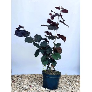 Baumfink Bluthasel als Topfpflanze 60-100cm