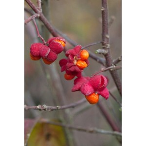 Nahaufnahme: Pfaffenhütchen (Euonymus Europaeus) mit roten Früchten. Strauch für Hecken und Gärten.