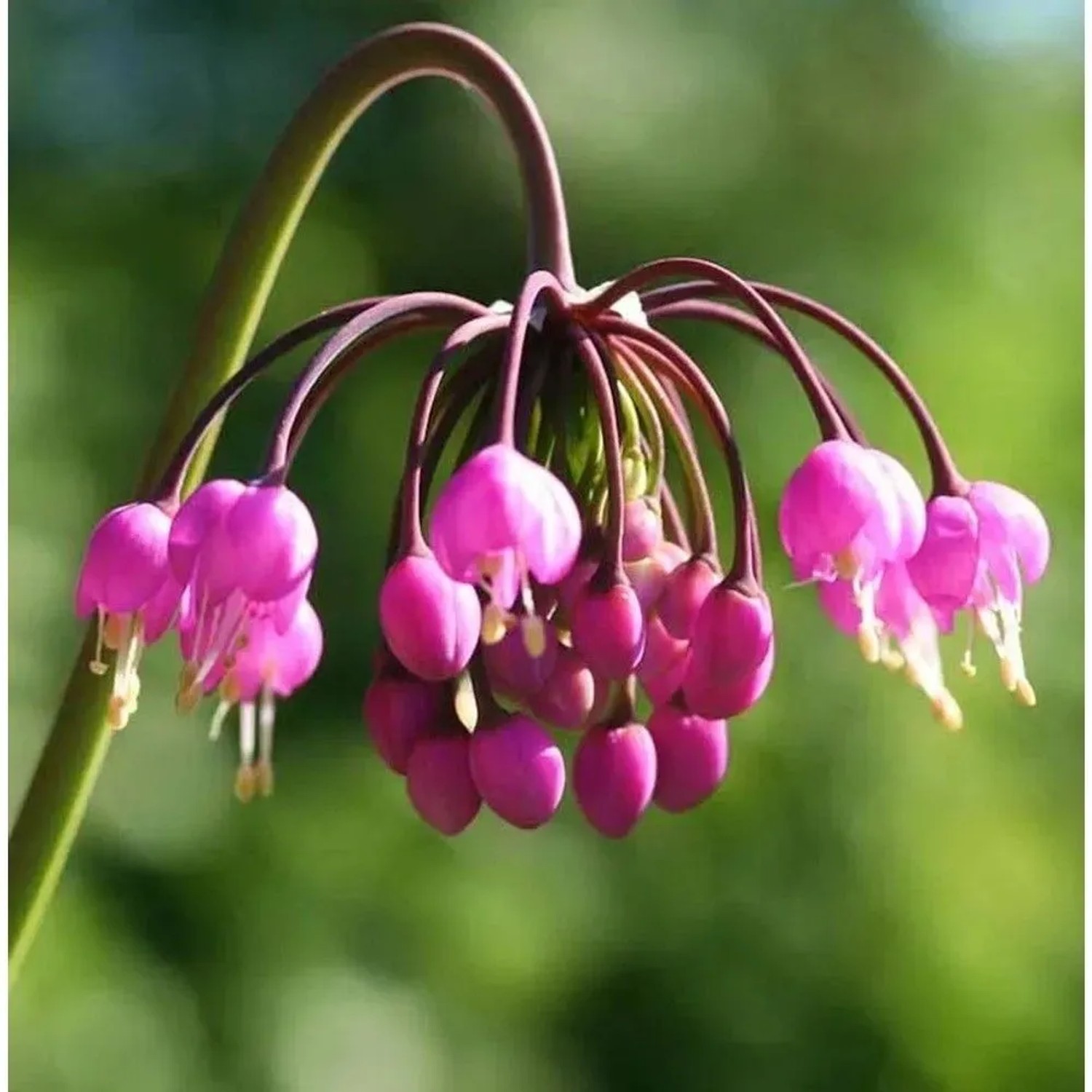 Zierlauch - Allium cernuum
