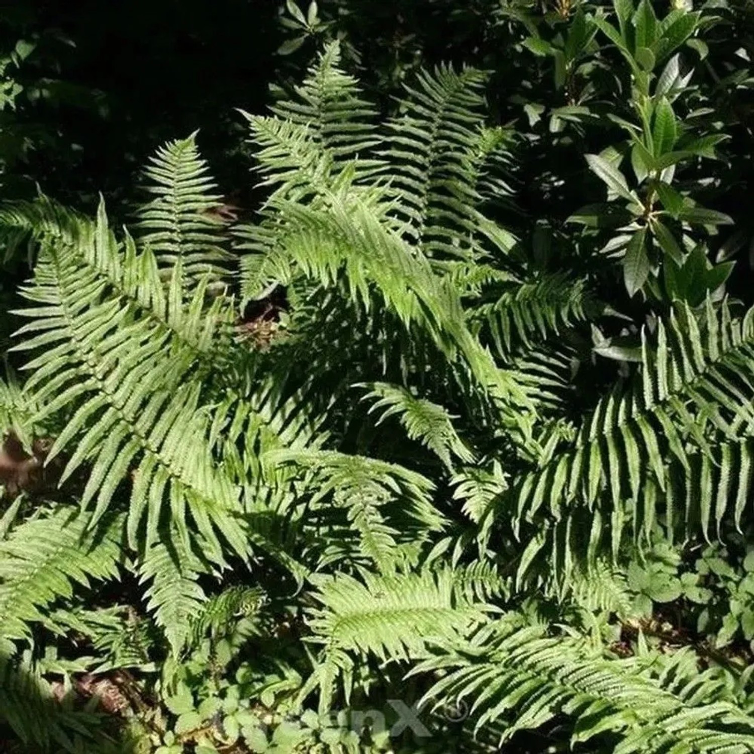 Elefantenrüsselfarn - Dryopteris atrata