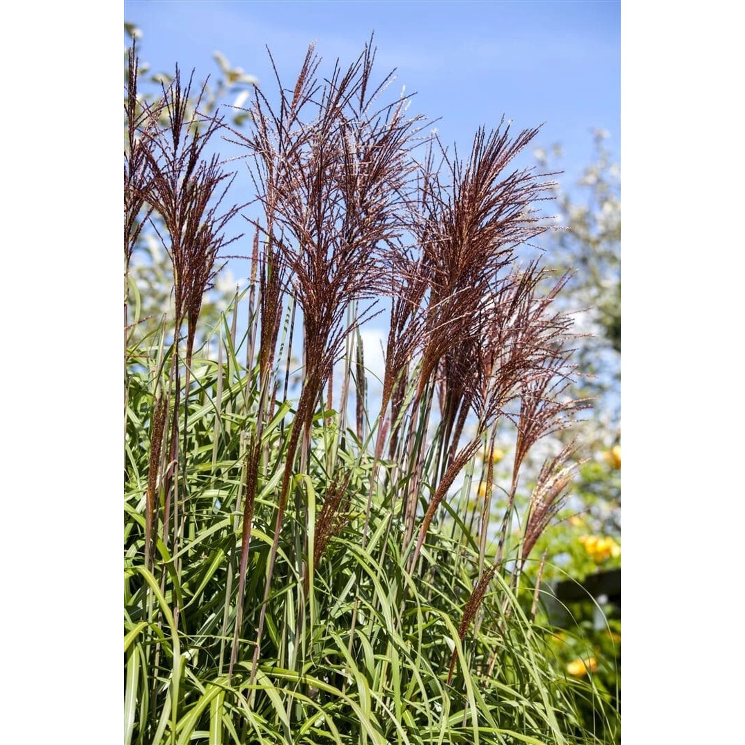 Miscanthus Sinensis Ghana Chinaschilf Rotbraun 3-5 Liter Container günstig online kaufen