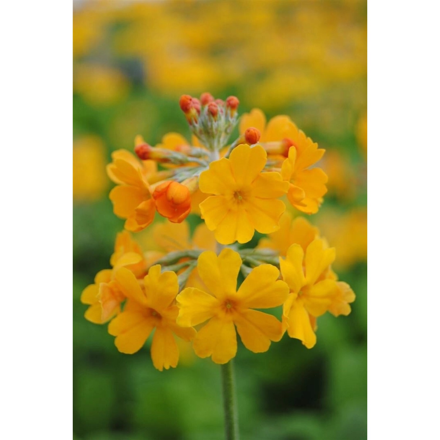 Primula Bulleyana Etagenprimel Ca. 9x9 cm Topf günstig online kaufen