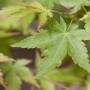 Nahaufnahme von grünen Blättern des Acer Palmatum Sangokaku (Japanischer Ahorn).