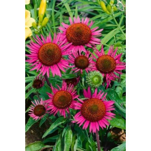 Roter Sonnenhut 'Vintage Wine': Echinacea mit weinroten Blüten im 11x11 cm Topf.