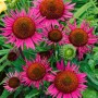 Roter Sonnenhut 'Vintage Wine': Echinacea mit weinroten Blüten im 11x11 cm Topf.