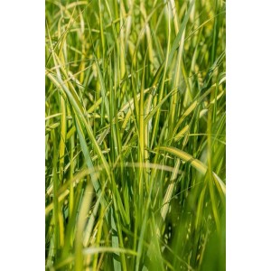 Detailaufnahme von grün-gelbem Reitgras (Calamagrostis) im Topf.