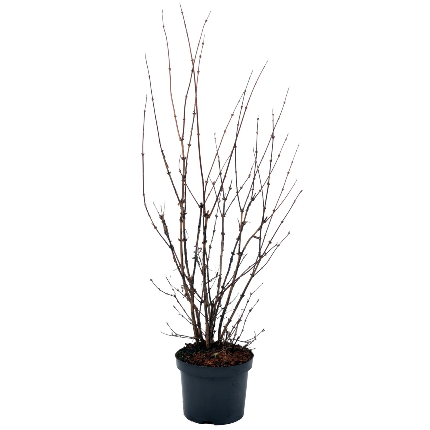 Deutzie Mont Rose Höhe ca. 50-60 cm Topf ca. 4,5 l Deutzia günstig online kaufen