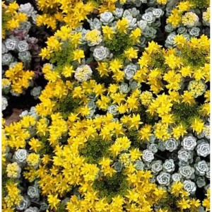 Gelb blühende Fetthenne Cape Blanco (Sedum spathulifolium) als Bodendecker im Garten.