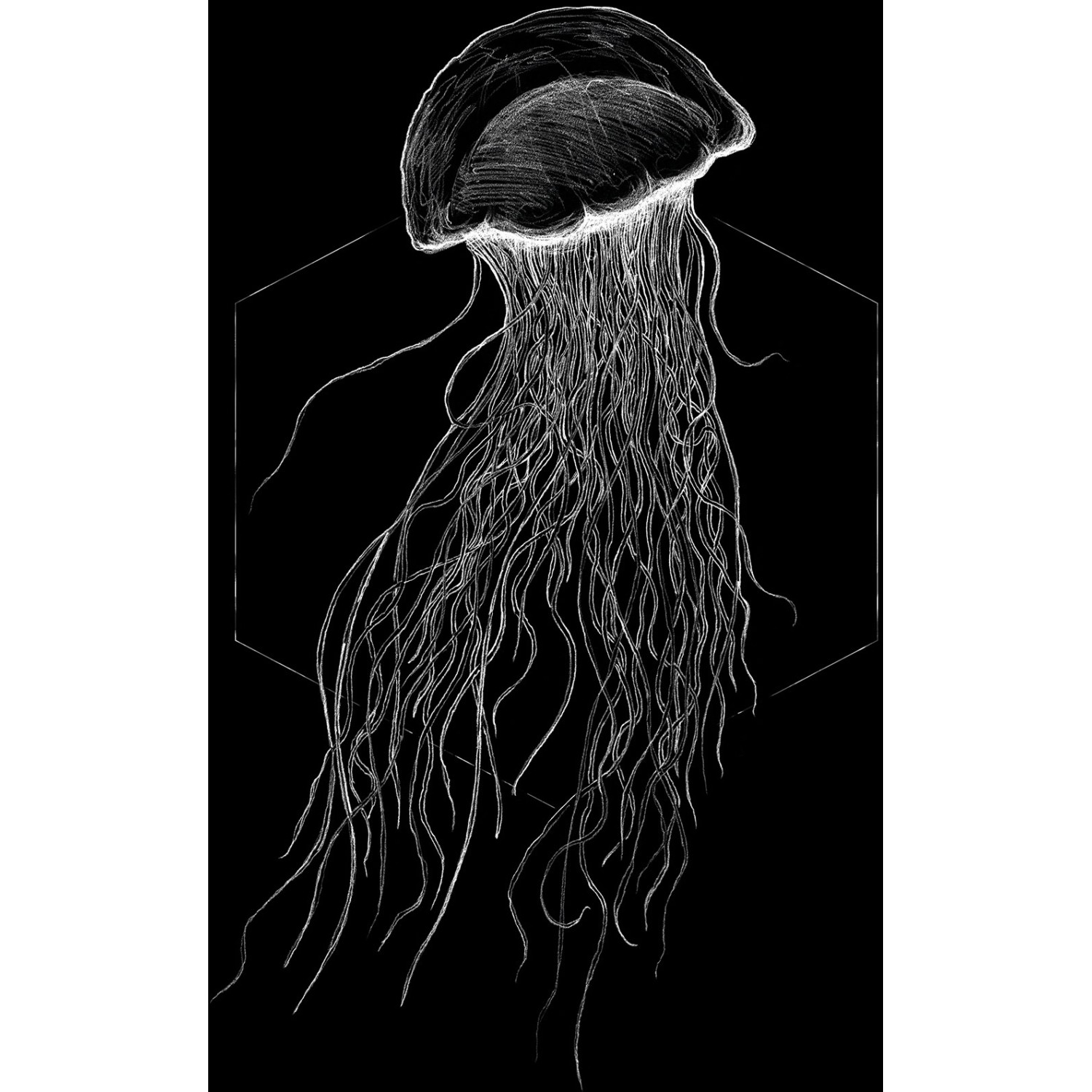 Komar Wandbild Jellyfish Black 30 x 40 cm