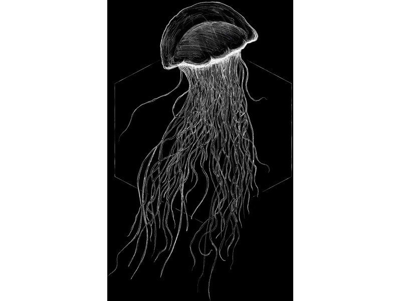 cm Black OBI Wandbild 40 x 30 kaufen Jellyfish bei Komar