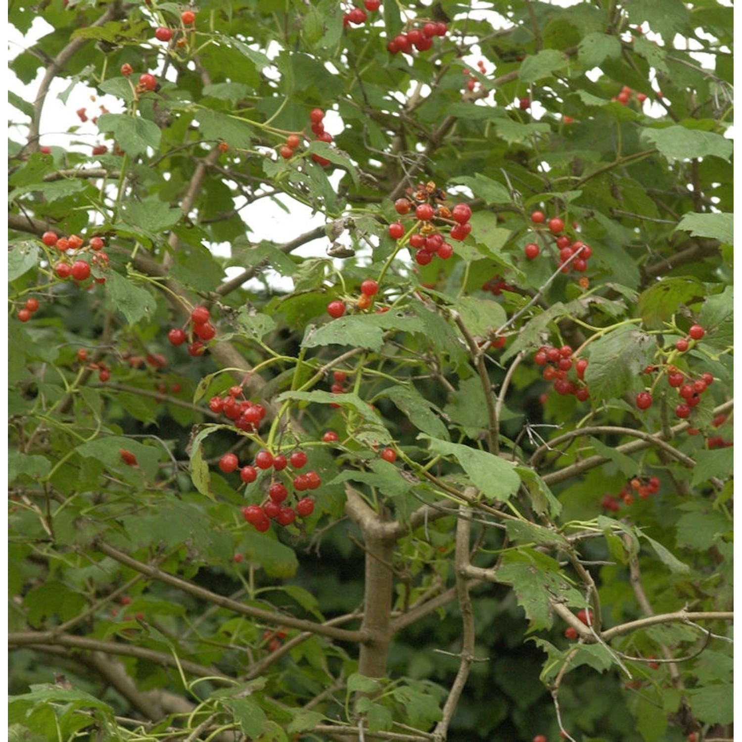 Zwerg Schneeball 40-60cm - Viburnum opulus günstig online kaufen