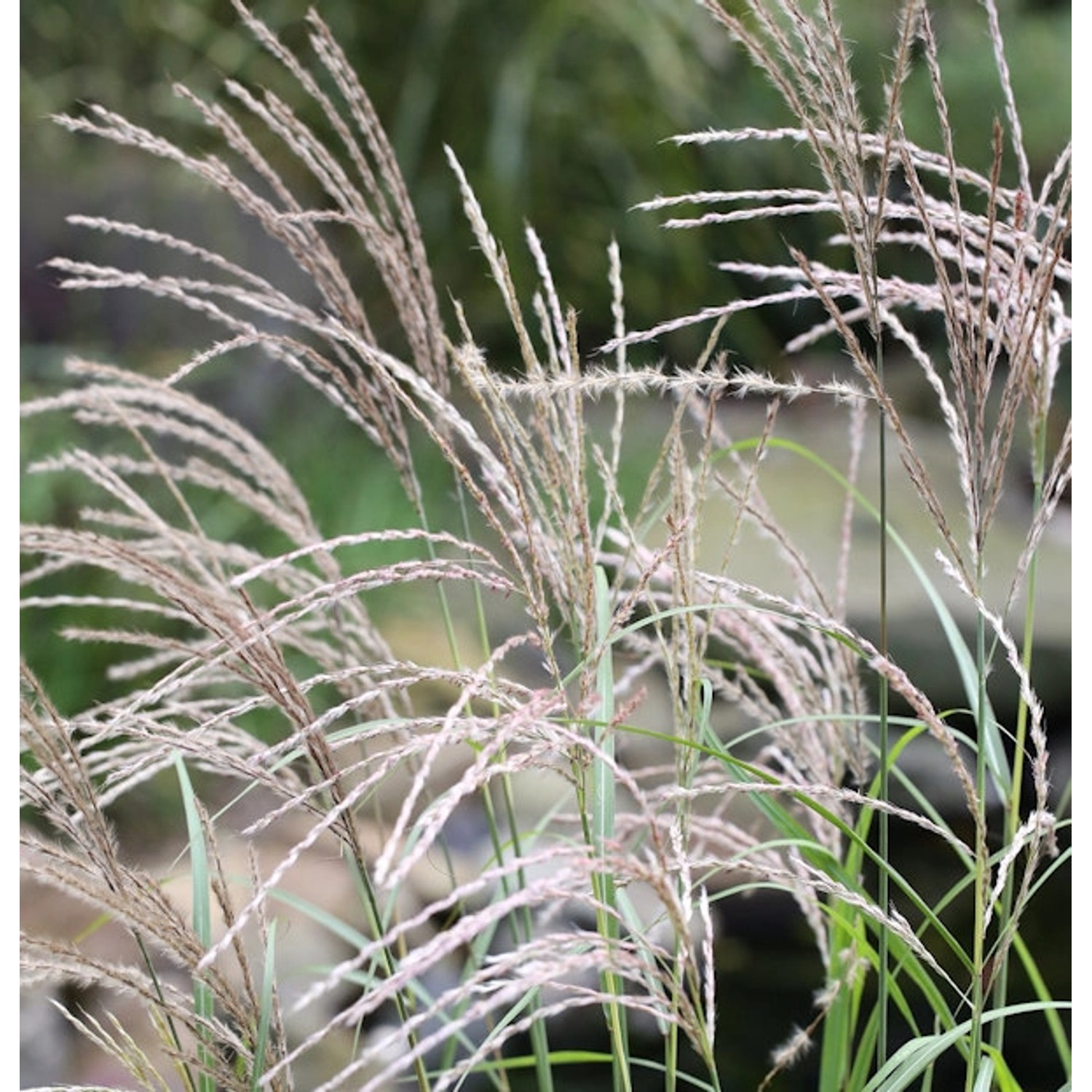 Chinaschilf Federweißer - XXXL Topf - Miscanthus sinensis günstig online kaufen