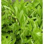 Nahaufnahme des Duftenden Salomonssiegel, einer grünen Staude mit kleinen, weißen Blüten.