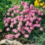 Rosa Röschen Grasnelke (Armeria Juniperifolia) im 9x9 cm Topf, eine blühende Staude.