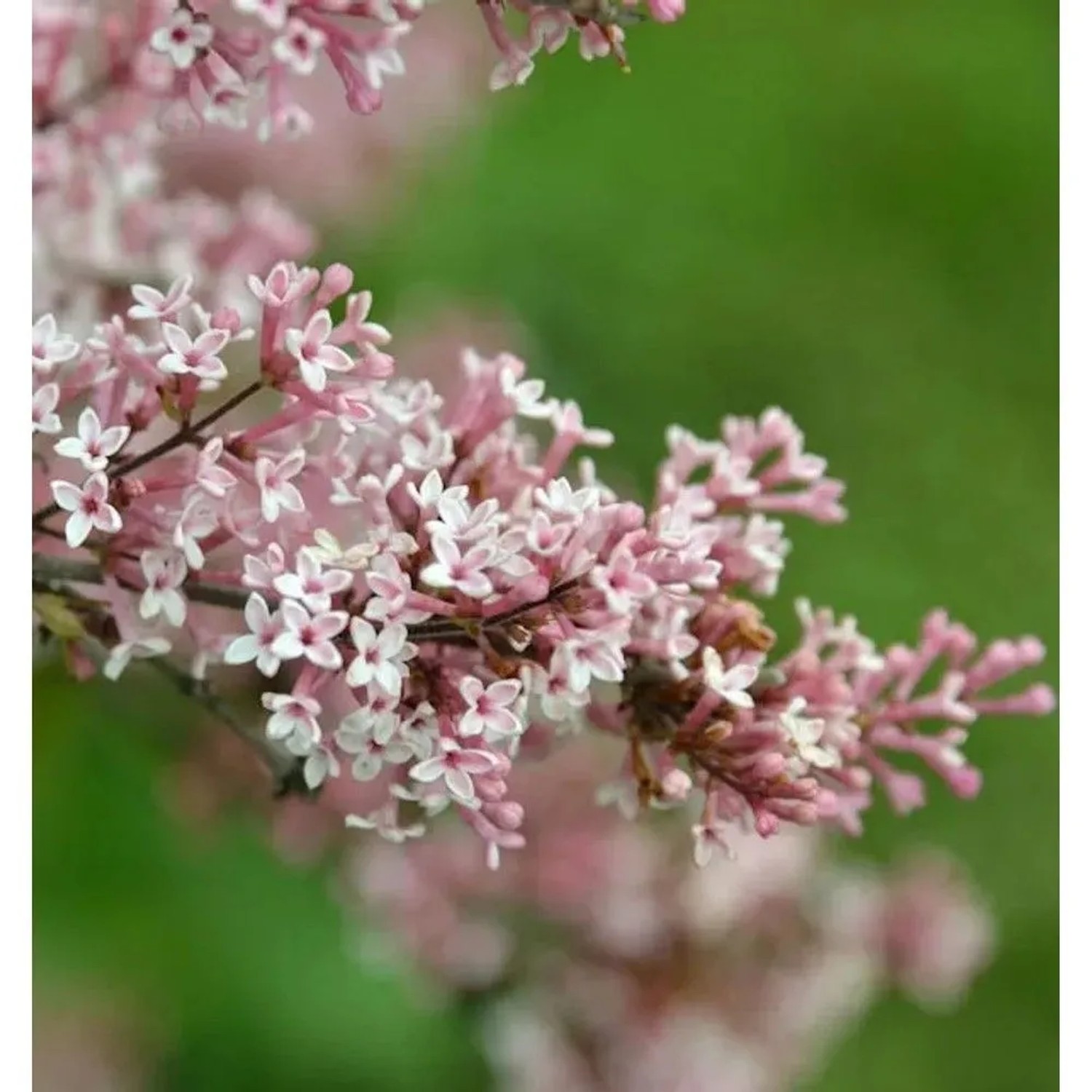 Herbst Flieder 80-100cm - Syringa microphylla