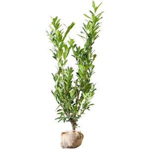 Kirschlorbeer Caucasica Set, 100 Stück, ca. 60-80 cm hoch, Ballenware für Hecke.