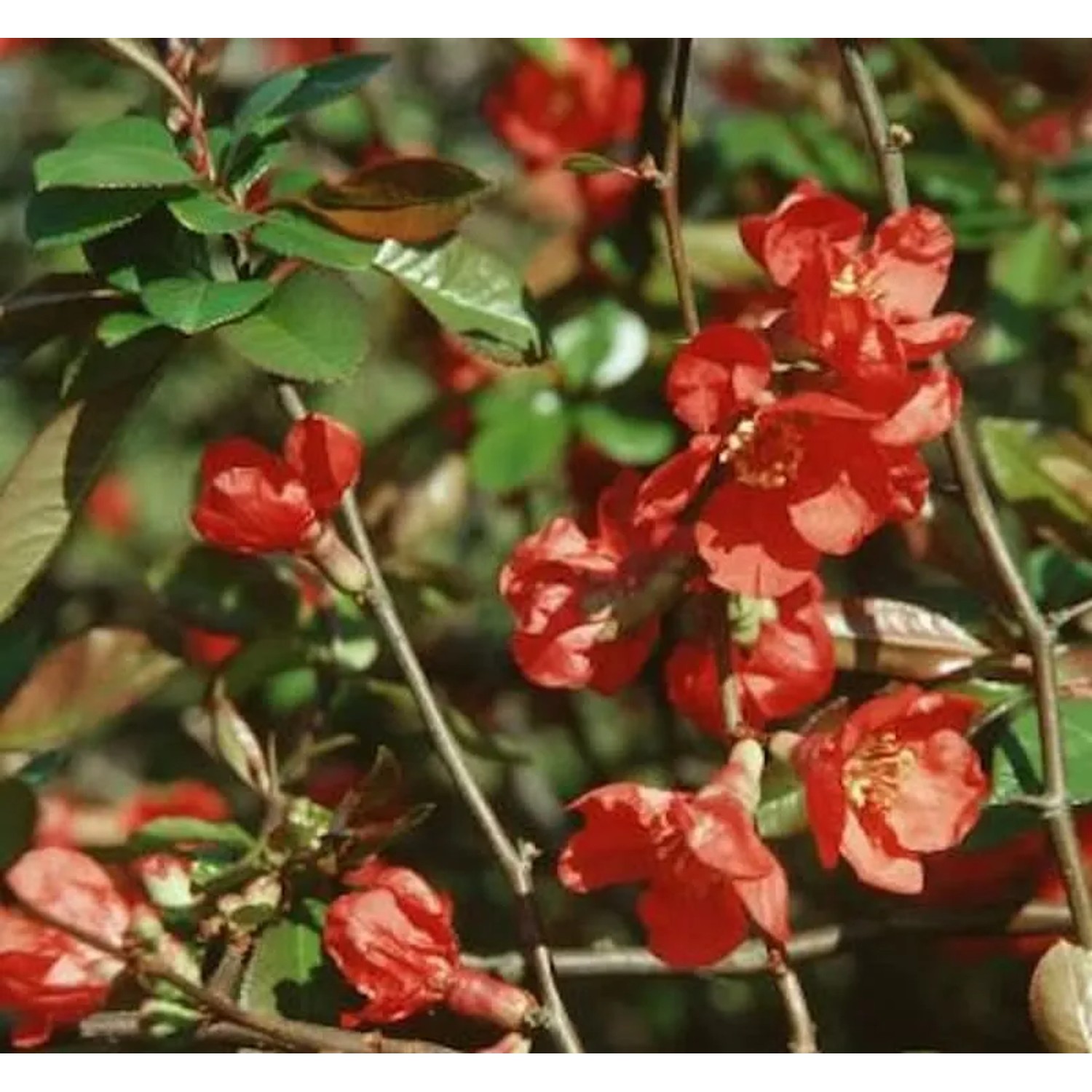 Hochstamm Zierquitte Red Trail 60-80cm - Chaenomeles