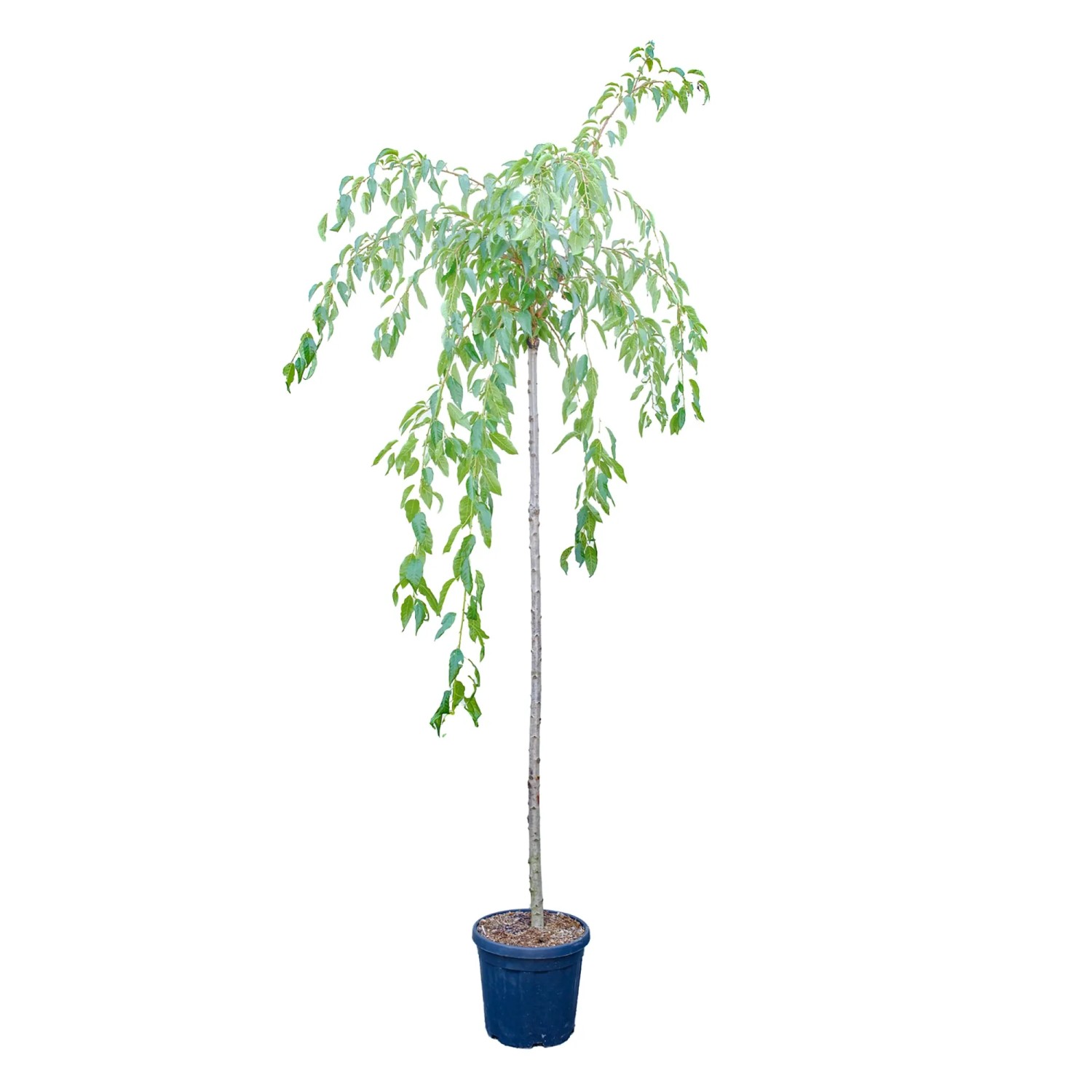 GROW by OBI Hängende Nelken-Kirsche Stamm H. ca.220cm Prunus Kiku Shidare Zakura