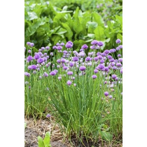 Blühender Schnittlauch (Allium Schoenoprasum) im 9x9 cm Topf, violette Blüten und grüne Halme.