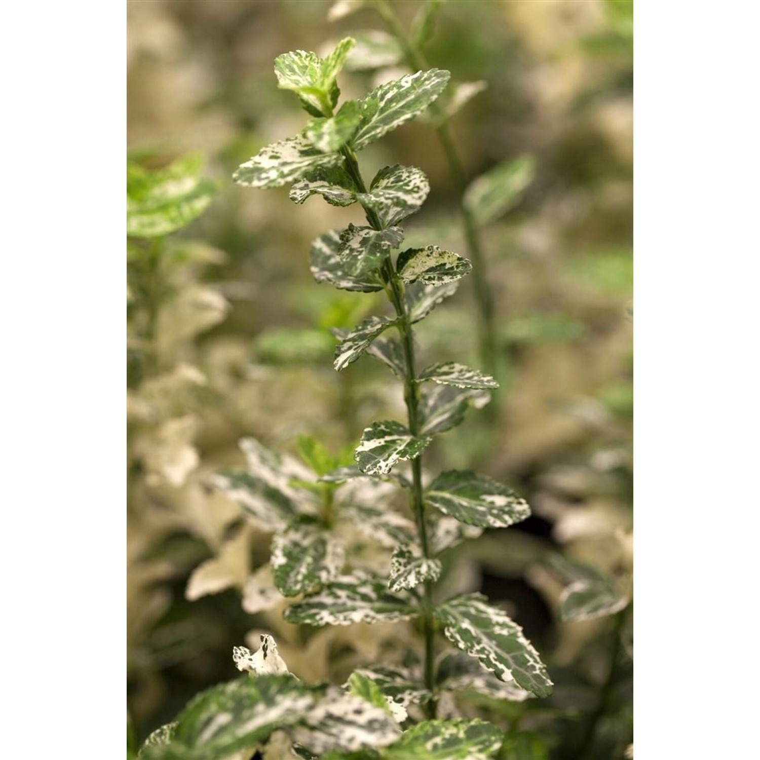 Euonymus Fortunei Harlequin Kriechspindel Buntlaubig Ca. 9x9 cm Topf günstig online kaufen