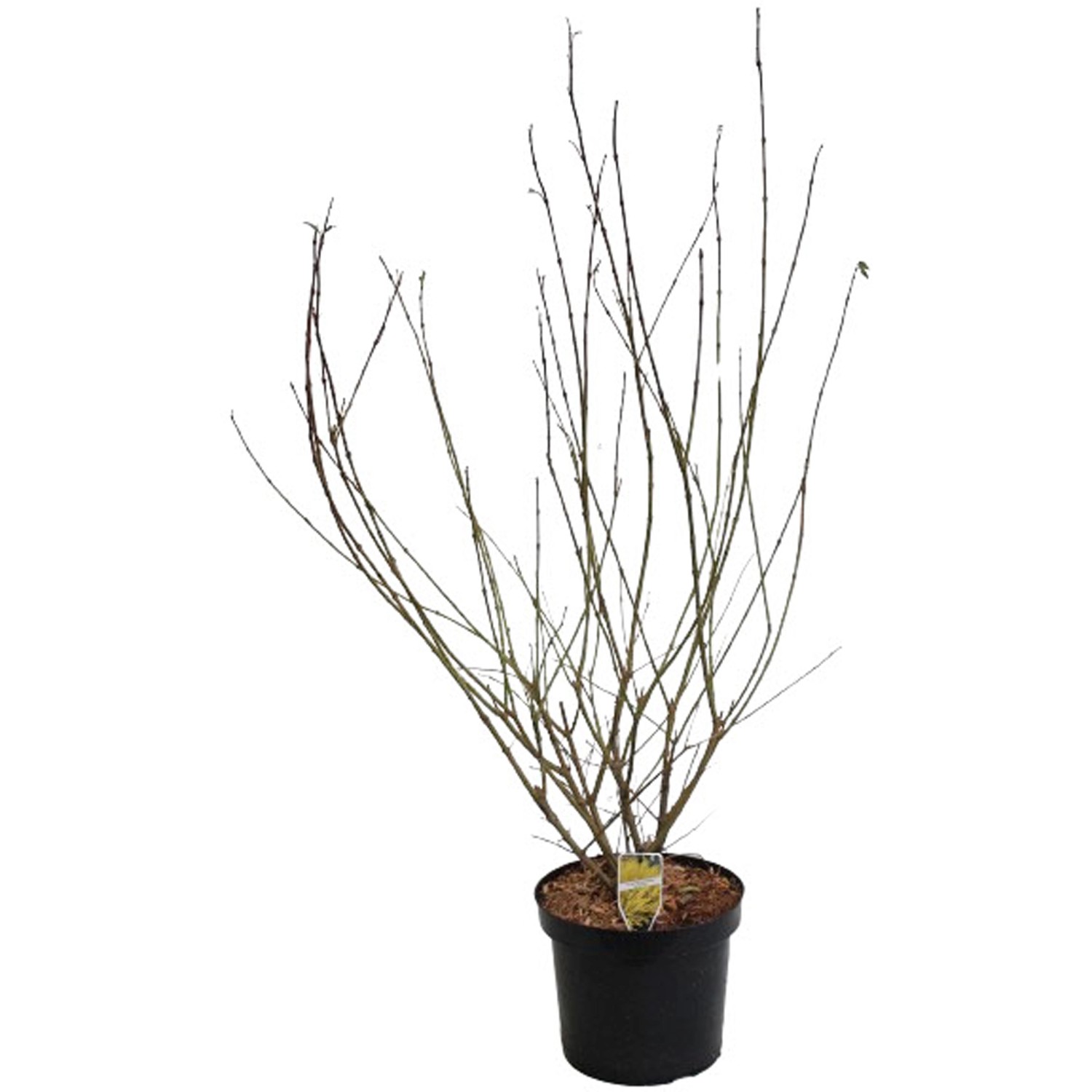 GROW by OBI Forsythie Lynwood Gold Gelb Höhe ca. 80 - 100 cm Topf ca. 7 l günstig online kaufen