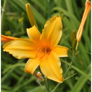 Leuchtend orange Taglilie 'August Orange' (Hemerocallis cultorum) im Detail.