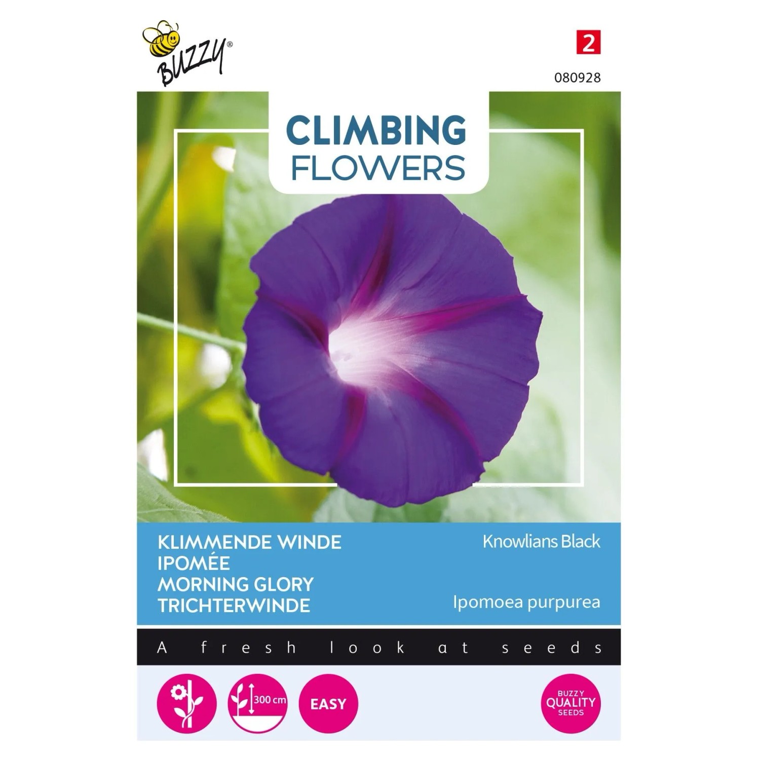 Prunkwinde 'Knowlians Black' Buzzy Climbing Flowers Samen Ca. 2 g Dunkle Blüten
