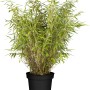 Heckenbambus Jumbo im Topf, 80er Set, ca. 60-80 cm hoch, Fargesia murielae.