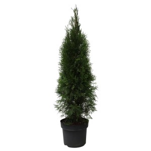 thuja smaragd größe Thuja Smaragd kaufen – schmale Hecke main image 1