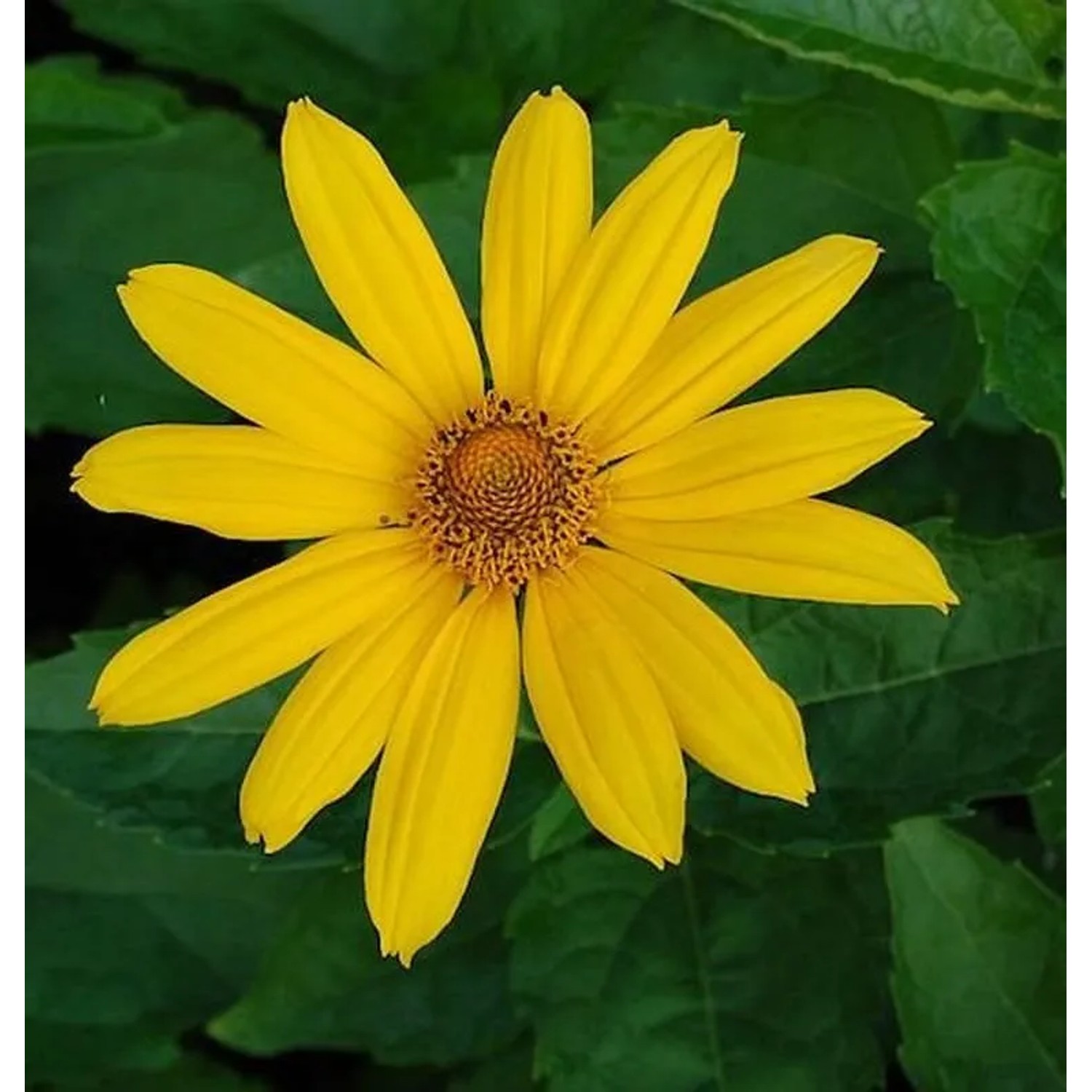 Sonnenauge Hohlspiegel - Heliopsis scabra