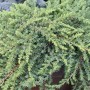 Grüner Kriechwacholder Green Mantle, ca. 15-20 cm hoch. Strauch mit grünen Nadeln.