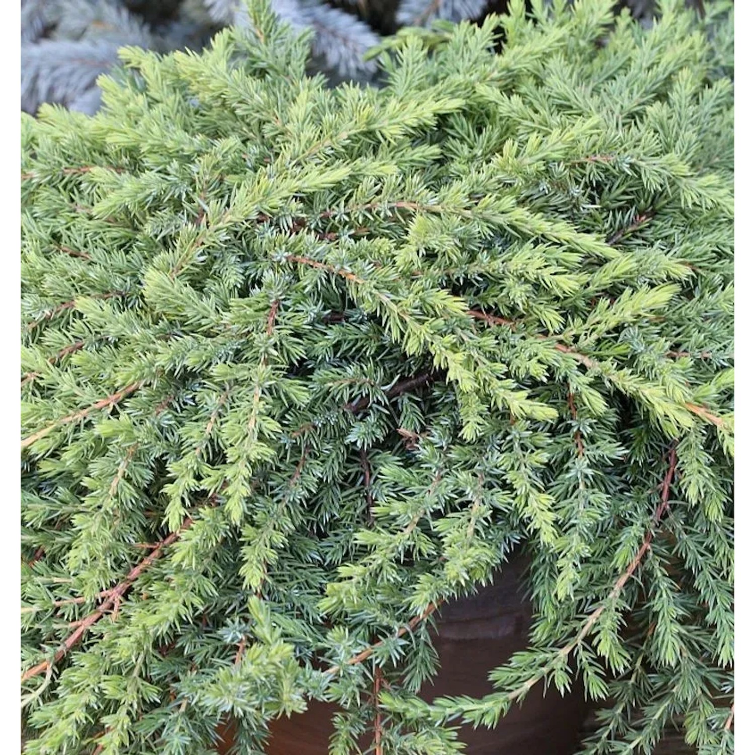 Grüner Kriechwacholder Green Mantle 15-20cm - Juniperus squamata