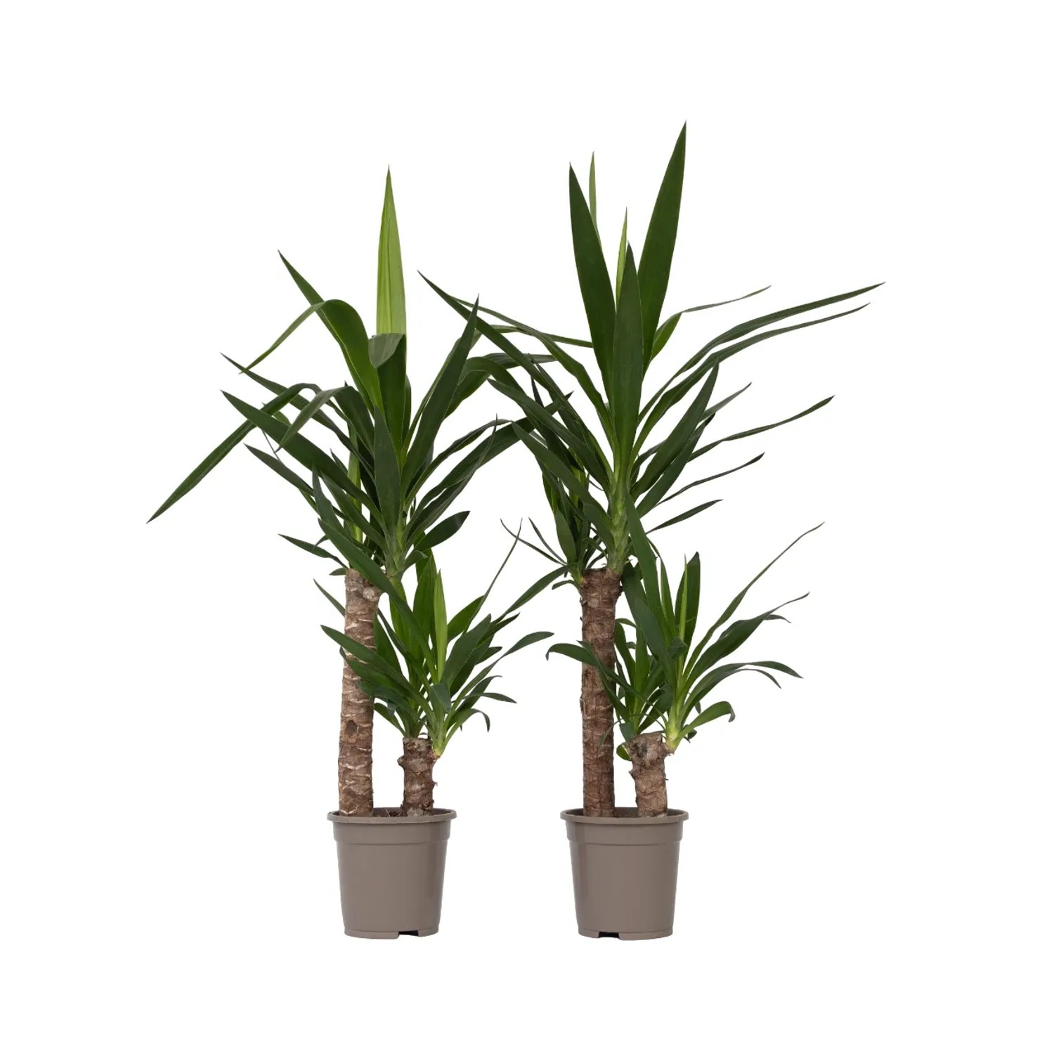 Plant In A Box Palmlilien X2  Yucca Elephantipes Höhe 70cm Ø17 Grün