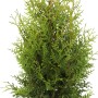 Lebensbaum 'Brabant' im Topf, ca. 80-100 cm hoch, grüne Heckenpflanze für den Garten.