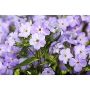 Nahaufnahme der blau blühenden Flammenblume 'Blue Boy' (Phlox paniculata) im Topf.