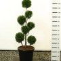 Pflanzen-Boering Thuja Martin Gartenbonsai, 130-140 cm hoch, im Topf.
