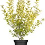 Gold-Liguster Aureum im Topf, ca. 30-40 cm hoch, mit gelb-grünen Blättern.