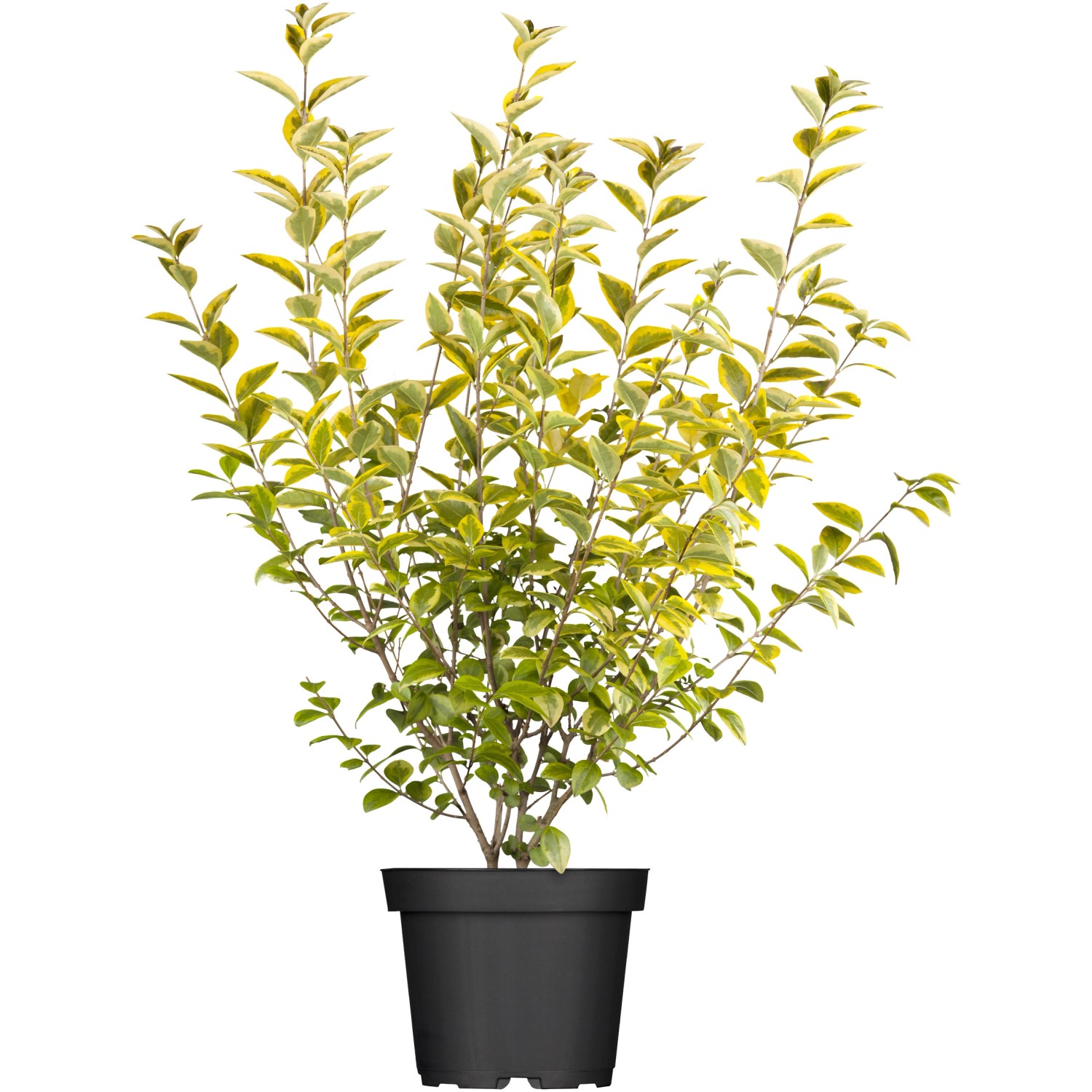 OBI Gold-Liguster Aureum Höhe ca. 30 - 40 cm Topf ca. 3 l Ligustrum günstig online kaufen