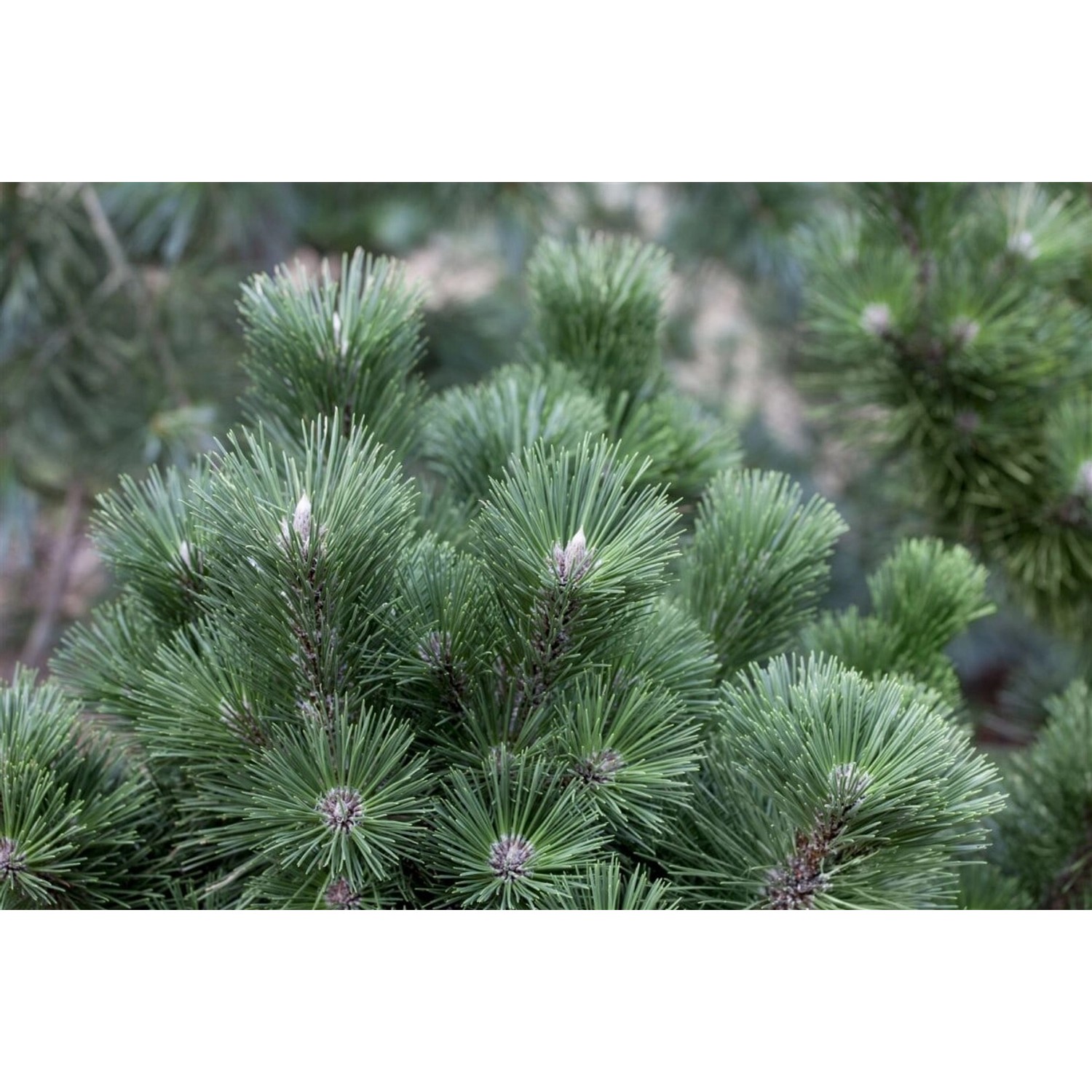 Pinus Nigra Select Schwarzkiefer 25–30 cm günstig online kaufen