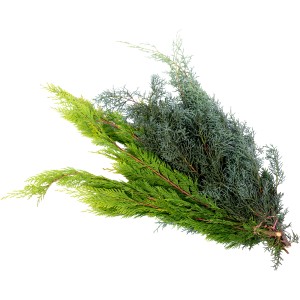 Bund Schnittgrün Koniferen Mischgrün (700-900g) für Adventsdeko und Gestecke.