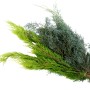 Bund Schnittgrün Koniferen Mischgrün (700-900g) für Adventsdeko und Gestecke.